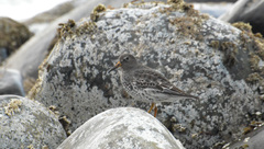 Calidris ptilocnemis
