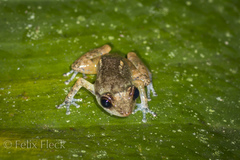 Diasporus