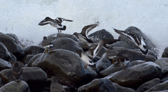 Calidris ptilocnemis