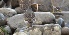 Calidris ptilocnemis