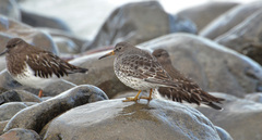 Calidris ptilocnemis
