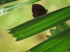 Elymnias hypermnestra beatrice