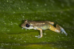 Diasporus