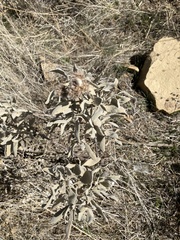 Eriodictyon traskiae smithii