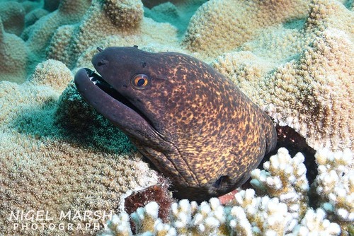 Yellowmargin Moray