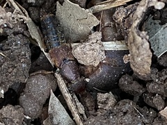 Platydracus cinnamopterus