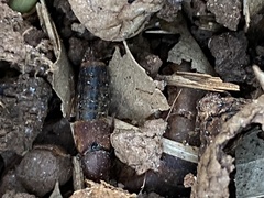 Platydracus cinnamopterus