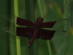 Camacinia gigantea