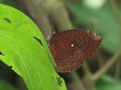 Elymnias hypermnestra beatrice