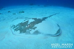 Himantura australis