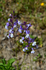 Linaria incarnata