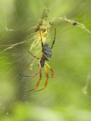 Trichonephila sexpunctata