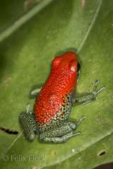 Oophaga granulifera