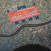Giant Gippsland Earthworm - Photo (c) Ilya Fomin, some rights reserved (CC BY-NC), uploaded by Ilya Fomin