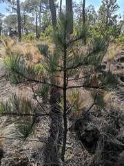 Pinus hartwegii
