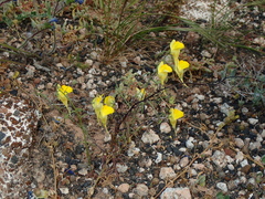Nanorrhinum