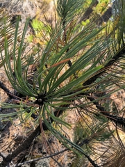 Pinus hartwegii