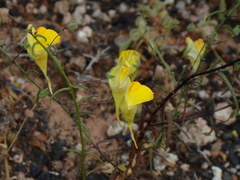 Nanorrhinum