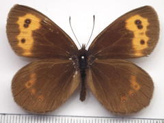 Erebia niphonica