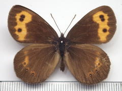 Erebia niphonica