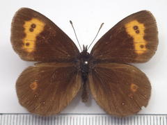 Erebia niphonica