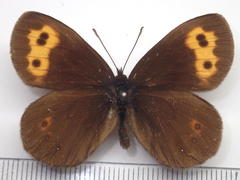 Erebia niphonica