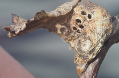 Neuroterus quercusbatatus