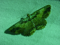 Menophra senilis
