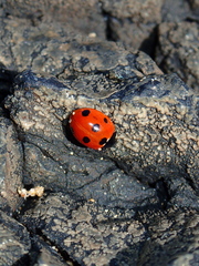 Coccinella algerica