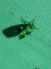 Prometopus flavicollis