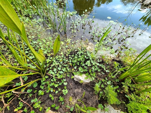 Hydrocotyle ranunculoides image