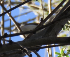 Polioptila nigriceps