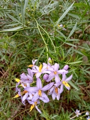 Solanum angustifidum