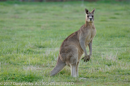 Eastern Grey Kangaroo, photo 6 of 10