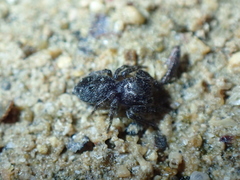 Salticus canariensis