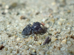 Salticus canariensis