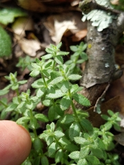 Galium californicum