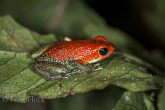 Oophaga granulifera