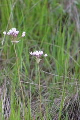 Allium praecox