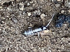 Pogonognathellus dubius