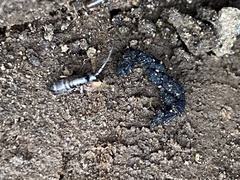 Pogonognathellus dubius