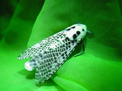 Zeuzera multistrigata