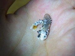 Zeuzera multistrigata