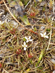 Stylidium subulatum