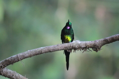 Heliodoxa imperatrix