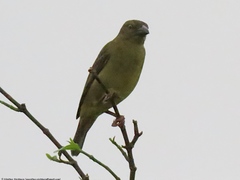 Vieillot's Black Weaver photo 2