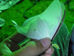 Actias aliena aliena