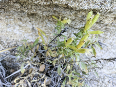 Silene parishii