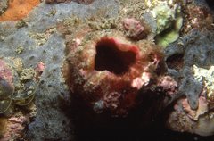 Pyuridae