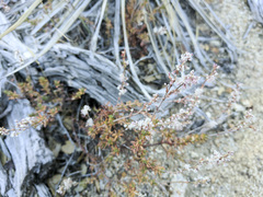 Eriogonum wrightii membranaceum